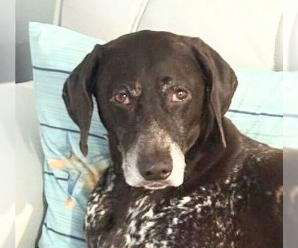 Medium Photo #1 German Shorthaired Pointer Puppy For Sale in Oakland Park, FL, USA