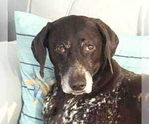 German Shorthaired Pointer Dogs for adoption in Oakland Park, FL, USA