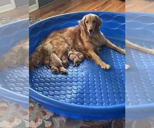 Mother of the Golden Retriever puppies born on 04/14/2023