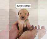 Puppy Green Golden Retriever