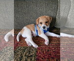 Small Mutt