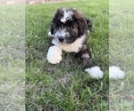 Small Photo #2 Aussiedoodle Puppy For Sale in UNIONVILLE, IA, USA