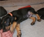 Puppy Orange collar Doberman Pinscher