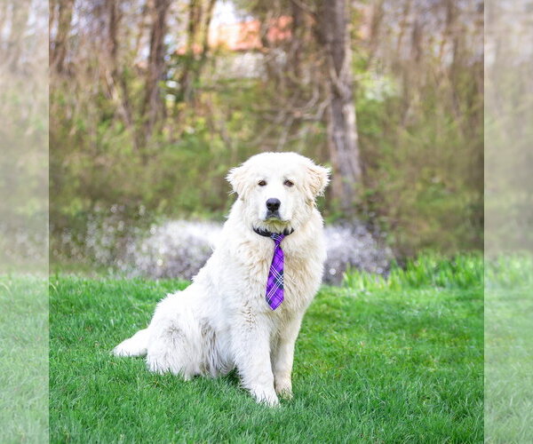 Medium Photo #2 Great Pyrenees Puppy For Sale in Unionville, PA, USA