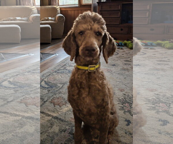 Medium Photo #3 Poodle (Standard) Puppy For Sale in Pacolet, SC, USA