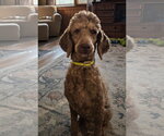 Small #2 Poodle (Standard)