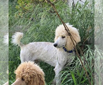 Small Photo #1 Goldendoodle Puppy For Sale in HERALD, CA, USA