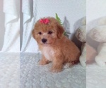 Small #1 Bichpoo