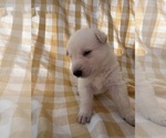 Small Photo #18 German Shepherd Dog Puppy For Sale in SPRINGFIELD, MO, USA