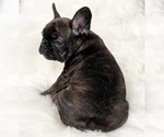 Small Photo #6 French Bulldog Puppy For Sale in LOS ANGELES, CA, USA