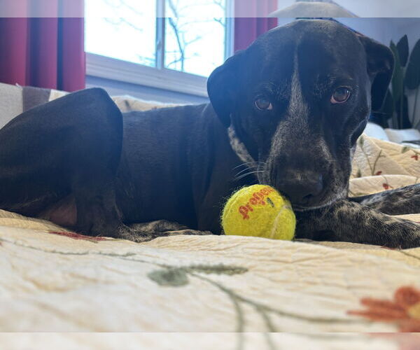 Medium Photo #10 Mutt Puppy For Sale in Rockaway, NJ, USA