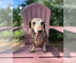 Small #1 Dachshund