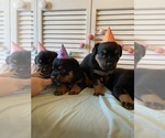 Small Photo #25 Rottweiler Puppy For Sale in NAPA, CA, USA