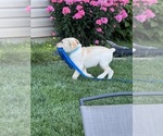 Small #1 Labrador Retriever