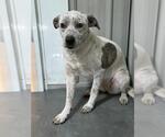 Small #1 American Pit Bull Terrier Mix