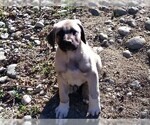 Small Photo #4 Anatolian Shepherd Puppy For Sale in MAPLE VALLEY, WA, USA