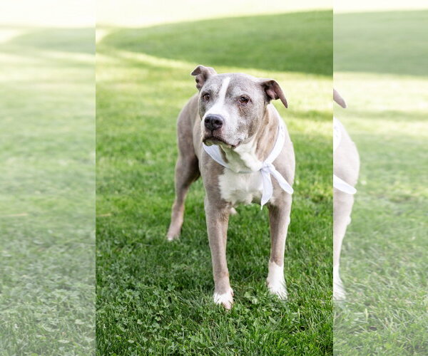 Medium Photo #2 Mutt Puppy For Sale in Crete, IL, USA