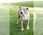 Small #1 Mutt