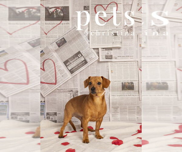 Medium Photo #1 Chiweenie Puppy For Sale in Foristell, MO, USA