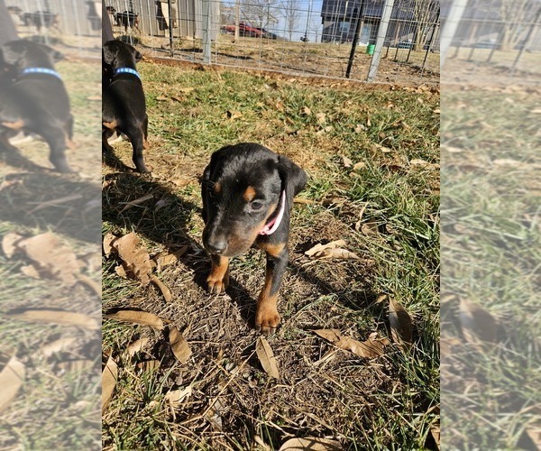 Medium Photo #6 Doberman Pinscher Puppy For Sale in TIPTON, MO, USA
