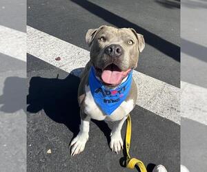 Mutt Dogs for adoption in Santa Maria, CA, USA