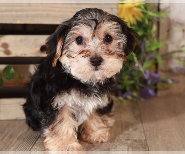 Medium Photo #2 Yo-Chon Puppy For Sale in MOUNT VERNON, OH, USA