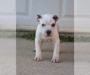 American Bully Puppy for sale in CHAMPAIGN, IL, USA