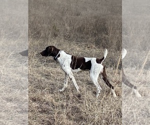 Father of the German Shorthaired Pointer puppies born on 04/30/2024