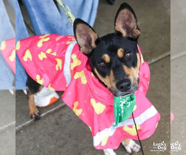 Medium Photo #2 Miniature Pinscher-Unknown Mix Puppy For Sale in Washington, DC, USA