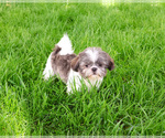 Small #4 Shih Tzu