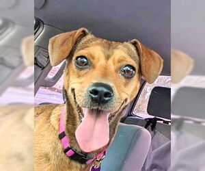 Peanut - Female Dachshund-Unknown Mix Dog for Adoption - Photo #3