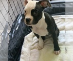 Small Photo #7 American Bulldog Puppy For Sale in CHATSWORTH, CA, USA
