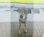 Small #3 Catahoula Leopard Dog Mix