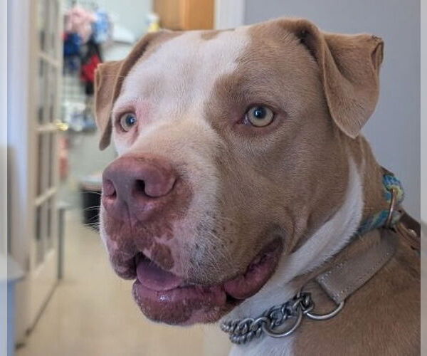 Medium Photo #11 American Staffordshire Terrier-Unknown Mix Puppy For Sale in Lake Forest, CA, USA