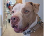 Small #10 American Staffordshire Terrier Mix