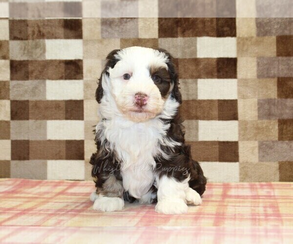 Medium Photo #7 Bernedoodle (Miniature) Puppy For Sale in DENVER, PA, USA