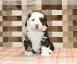 Small #6 Bernedoodle (Miniature)