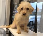 Small #4 Mutt