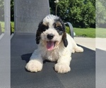 Small #4 Bernedoodle (Miniature)