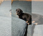 Small #15 Rottweiler