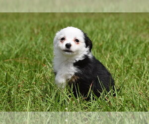 Miniature Australian Shepherd Puppy for sale in PALM COAST, FL, USA