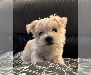 Medium Maltese-Morkie Mix