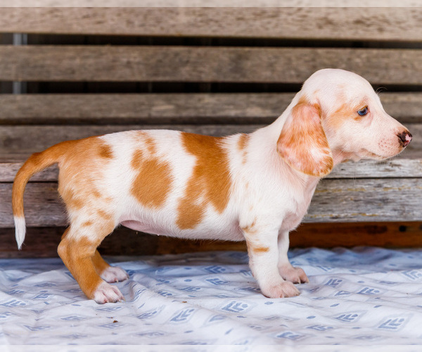 Medium Photo #8 Dachshund Puppy For Sale in WAKARUSA, IN, USA
