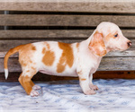 Small Photo #36 Dachshund Puppy For Sale in WAKARUSA, IN, USA