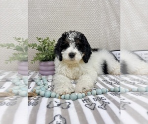 Bernedoodle (Miniature) Puppy for sale in INDIANAPOLIS, IN, USA