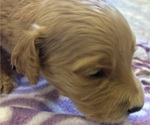 Small #1 Goldendoodle
