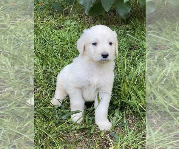 Medium Photo #13 Goldendoodle Puppy For Sale in WEAVERVILLE, NC, USA