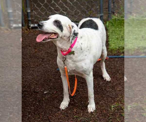 Medium Photo #3 Pointer-Unknown Mix Puppy For Sale in Kennesaw, GA, USA