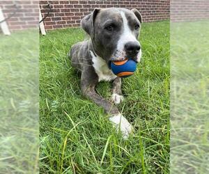 American Staffordshire Terrier-Unknown Mix Dogs for adoption in Grand Prairie, TX, USA