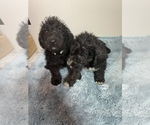 Small Photo #5 Airedoodle Puppy For Sale in COLUMBIA, SC, USA